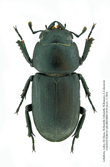 Dorcus parallelipipedus, femmina